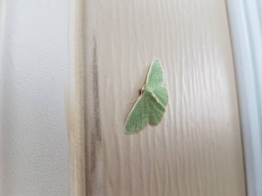 Beyaz evde ya da evde kanatları olan yeşil güve böceği.