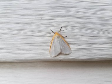 Beyaz kenarlı beyaz ve turuncu güve.