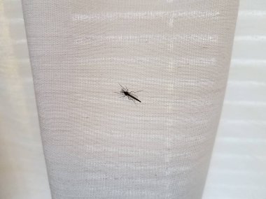 Beyaz kumaş ya da perde üzerindeki sivrisinek böcekleri.