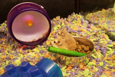 Küçük kahverengi fareler yemek tabaklarında oturuyorlar.