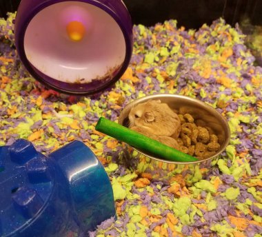 Küçük kahverengi fareler yemek tabaklarında oturuyorlar.