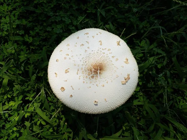 Cogumelo Circular Branco Crescendo Grama Verde — Fotografia de Stock