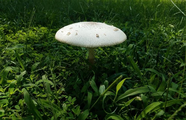 生长在绿草中的白色圆形蘑菇 — 图库照片