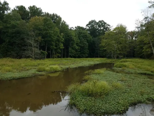 湿地や沼に緑の植物がある濁った泥の水や小川 — ストック写真