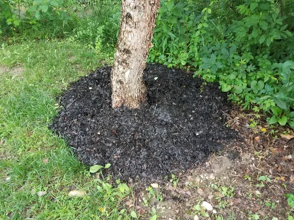 Brown Flaky Bark Peeling Tree Trunk Brown Mulch — Stock Photo, Image