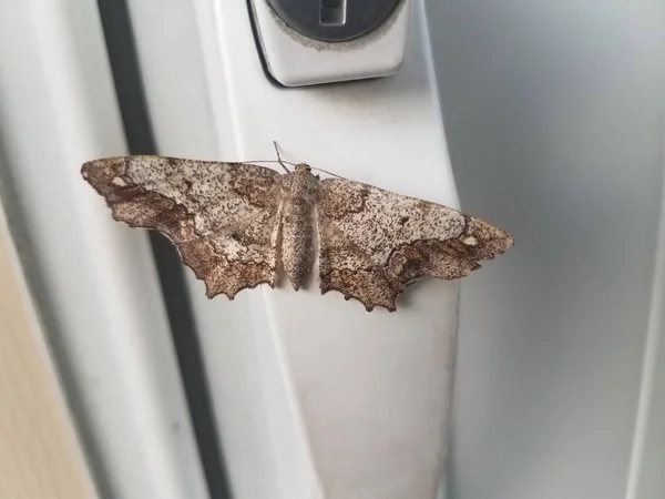 Polilla Marrón Manija Puerta Pantalla Blanca —  Fotos de Stock