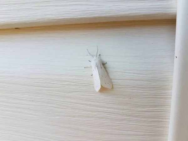 Insecte Papillon Nuit Blanc Avec Des Ailes Sur Maison Blanche — Photo