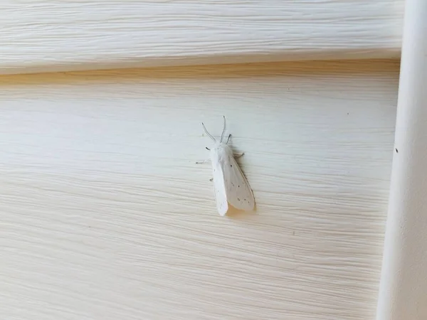 Insecto Polilla Blanca Con Alas Casa Blanca Revestimiento Del Hogar —  Fotos de Stock