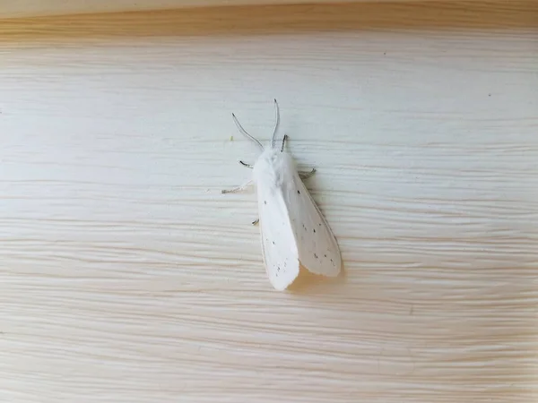 白色飞蛾昆虫 翅膀在白色的房子或家庭侧边 — 图库照片