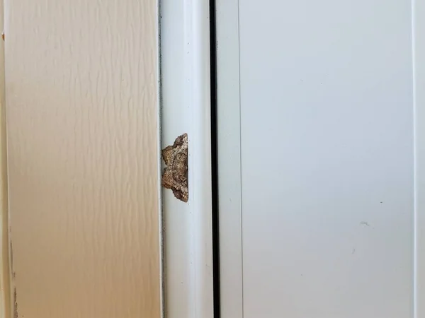 白い家や家の側に羽を持つ茶色と灰色の蛾の昆虫 — ストック写真