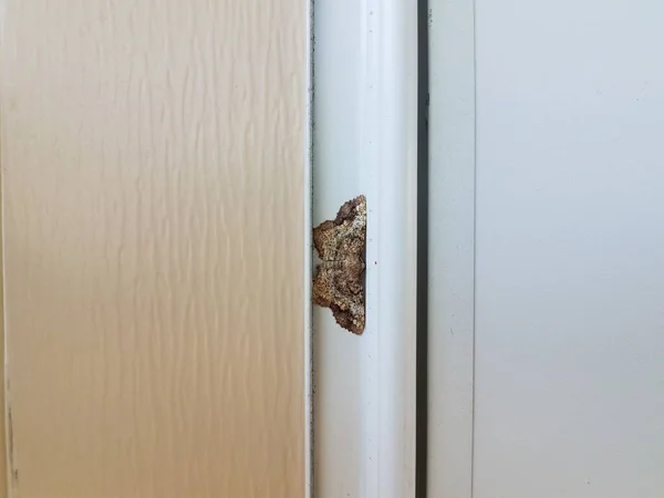 褐色和灰色飞蛾昆虫 翅膀在白色的房子或家庭侧边 — 图库照片