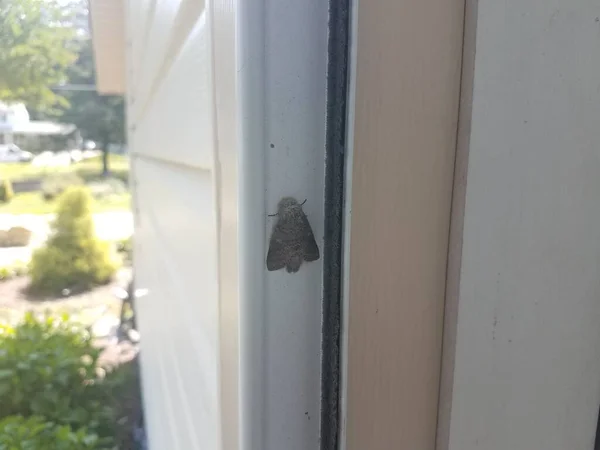 Grey Moth Insect Wings Door — Stock Photo, Image