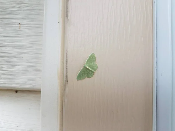 长有翅膀的绿色飞蛾昆虫 家居装饰或房屋侧面排列 — 图库照片