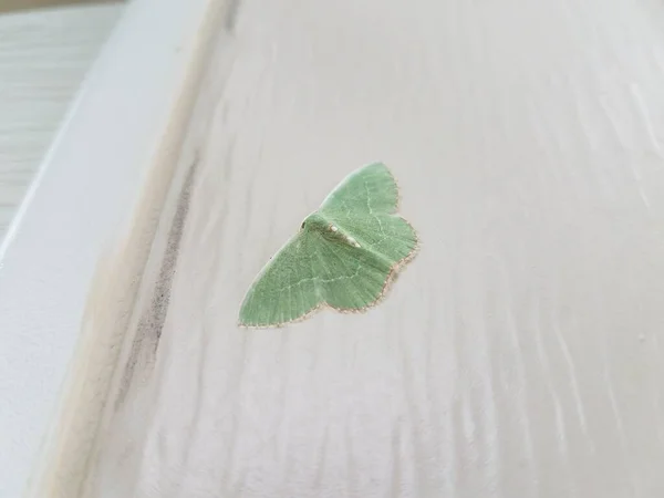 长有翅膀的绿色飞蛾昆虫 家居装饰或房屋侧面排列 — 图库照片