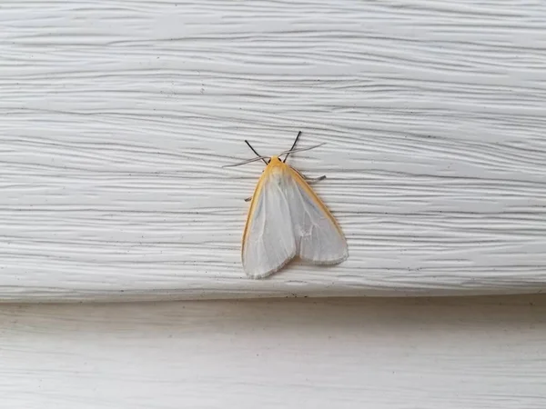 Polilla Blanca Naranja Revestimiento Blanco Una Casa — Foto de Stock