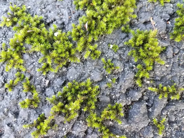 黒いアスファルトで成長する小さな緑の苔の植物 — ストック写真