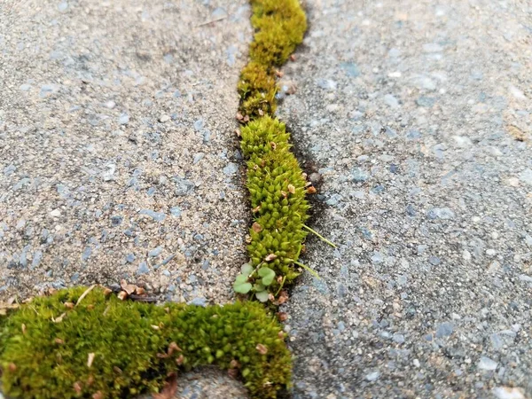 Grüne Moospflanzen Die Rissen Aus Grauen Steinplatten Auf Dem Boden — Stockfoto