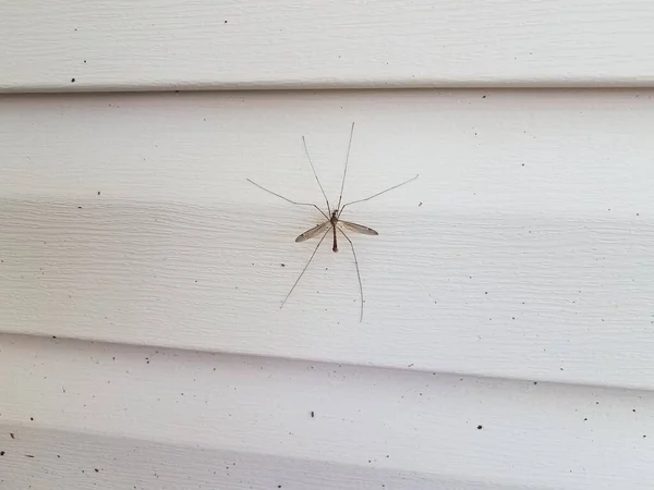 Grande Mosca Guindaste Mosquito Comedor Insetos Tapume Casa Branca — Fotografia de Stock