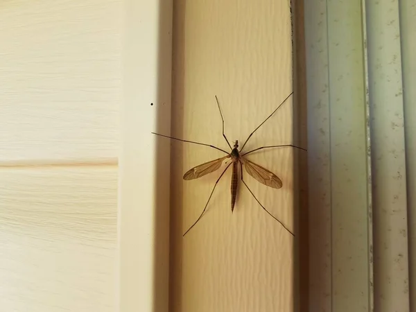Mosca Grúa Grande Insecto Come Mosquitos Revestimiento Casa Blanca — Foto de Stock
