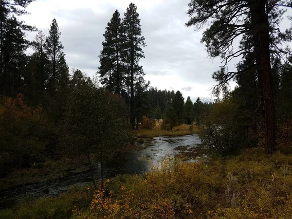 Начало Реки Метолиус Орегоне Сосны Лесу Лесу — стоковое фото
