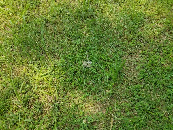 キーチェーン上の金属キーは緑の草や芝生の中に落ち — ストック写真