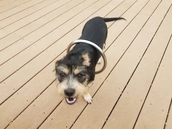 Metal Circle Black Brown Dog Puppy Wood Deck — Stock Photo, Image