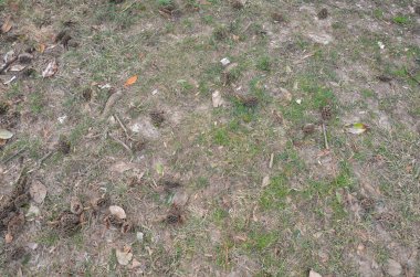 Büyük manolya ağacı tohumları yere saçılmış.