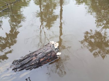 Mantarlı ya da mantarlı suya gir.