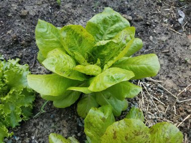 Bahçedeki toprakta yeşil marul bitkileri