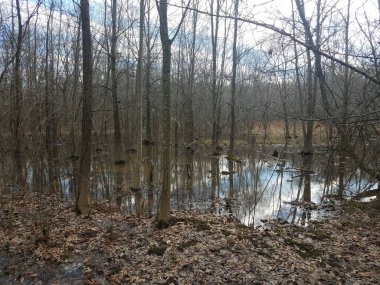 Ormanda ya da ağaçlarda su ve yapraklar Ağaçlarla kaplı sulak arazi