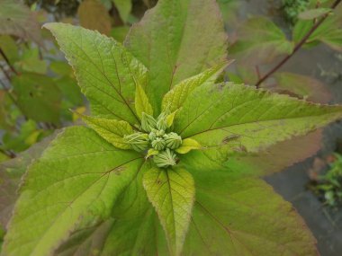 Açılmak üzere olan yeşil yaprak kümesinin merkezi