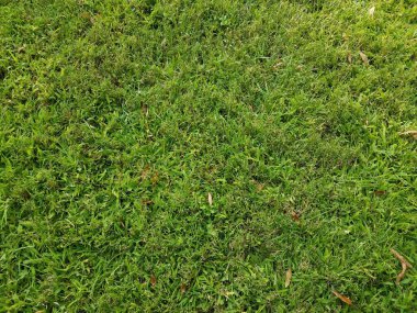 çimenlikte ya da bahçede çeşitli yeşil çimenler var.