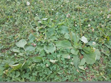 Çimlerde yeşil otlar, yoncalar ve çimenler