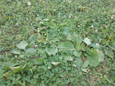 Çimlerde yeşil otlar, yoncalar ve çimenler