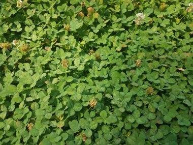 Çimlerde yeşil otlar, yoncalar ve çimenler