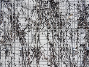 Duvardaki metal kafes üzerindeki ölü kahverengi sarmaşık