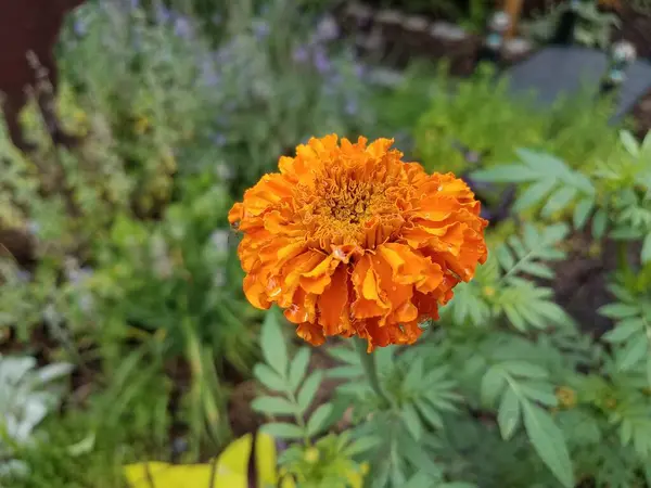 Eine Pflanze Mit Grünen Blättern Und Orangenblüten — Stockfoto