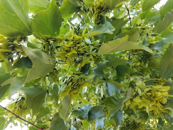 Ahornblattsamen Auf Baum Und Grünen Blättern — Stockfoto