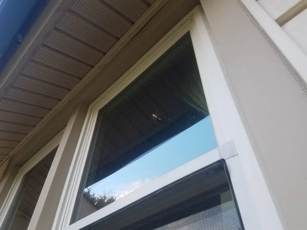 Insecte Mantis Rampant Sur Fenêtre Avec Revêtement Extérieur — Photo