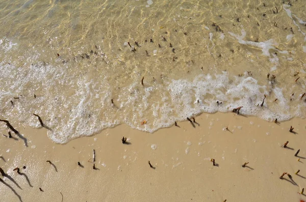 Мангровые Корни Песок Вода Волны Пузырьками Пляже — стоковое фото