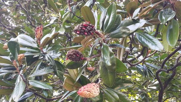 Magnolienbaum Mit Roten Samenschoten Und Grünen Blättern — Stockfoto