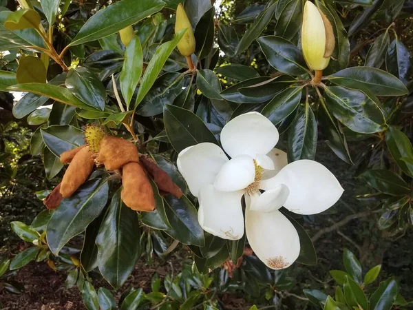 Ein Magnolienbaum Mit Weißen Blütenblättern Und Grünen Blättern — Stockfoto