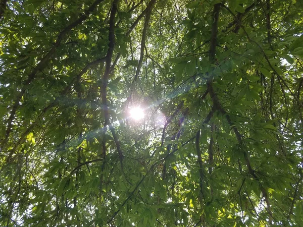 Vysoké Zelené Stromy Skrz Které Prosvítalo Slunce — Stock fotografie