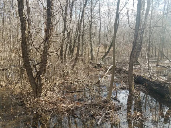 Vatten Och Löv Skog Eller Skogsmiljö Med Träd — Stockfoto