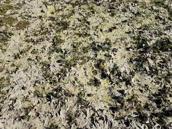 Opadłe Liście Ziemi Lub Trawnik Zielony Algami — Zdjęcie stockowe