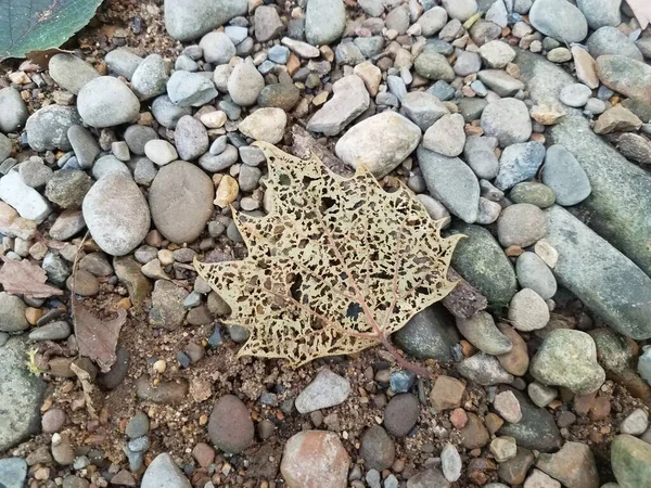 Hoja Con Muchos Agujeros Ella Rocas Piedras — Foto de Stock