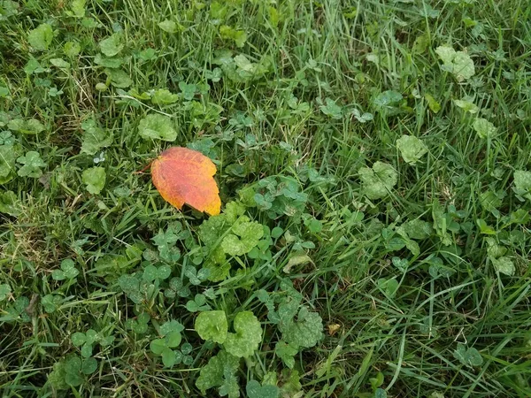 Orange Yellow Leaf Green Grass — Stock Photo, Image