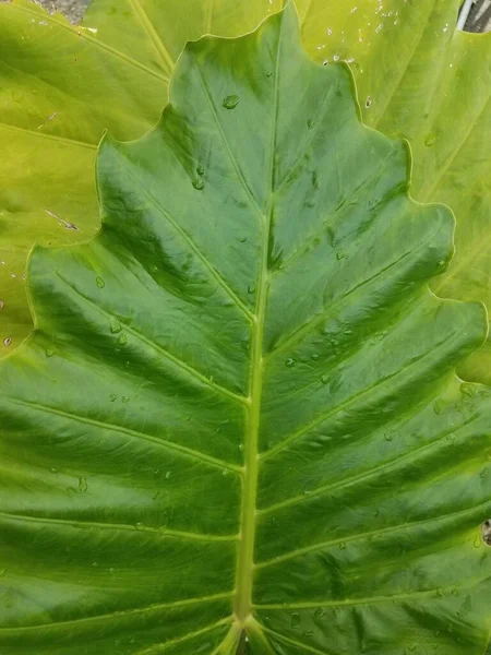 いくつかの水滴のついた大きな緑の葉は — ストック写真