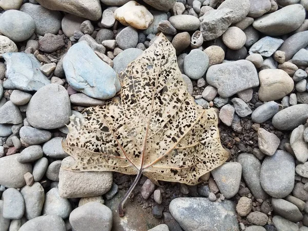 在灰色岩石上有许多孔的褐色叶子 — 图库照片