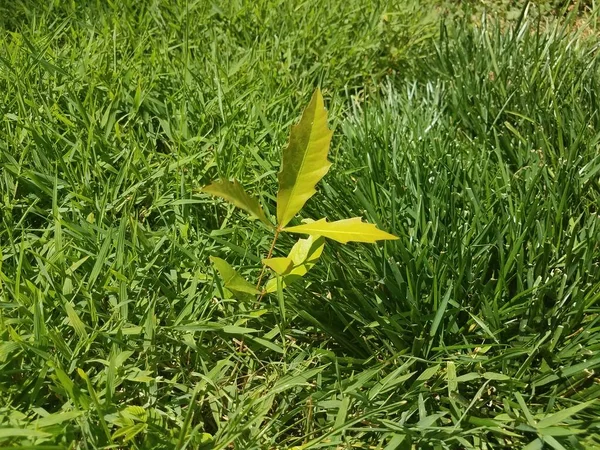 Zielone Chwasty Koniczyny Trawa Trawniku — Zdjęcie stockowe